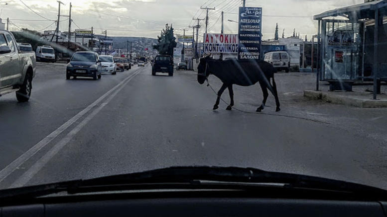 Ο γαϊδαράκος βγήκε… βόλτα σε κεντρική λεωφόρο της Χαλκίδας (εικόνες)